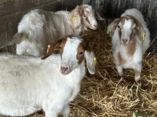 Goats livestock Boer x Saanen Nanny kids - Advert 8