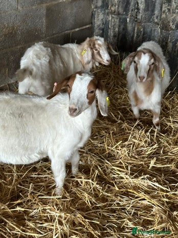 Goats livestock Boer x Saanen Nanny kids - Advert 5