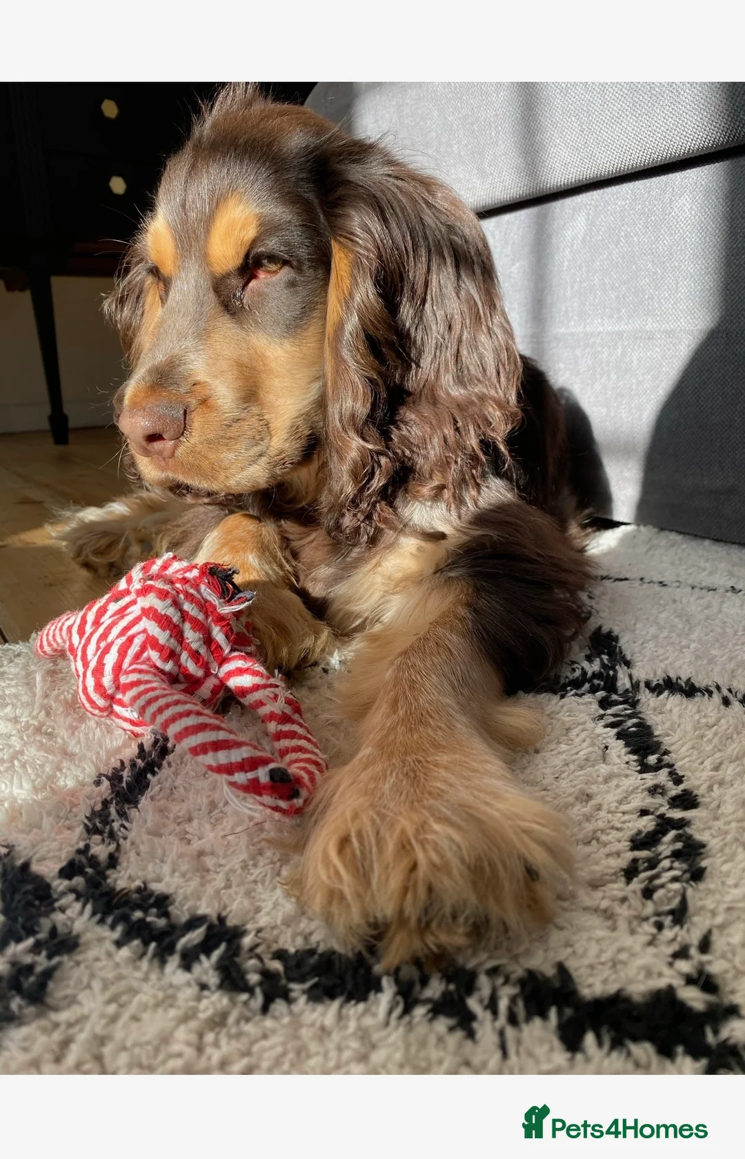 Cocker Spaniel dogs for stud: PROVEN Cocker Spaniel-Chocolate Sable DNA TESTED in Henlow - Advert 5