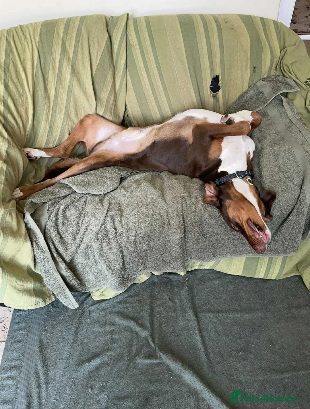 Mixed Breed dogs for adoption: Nacho - goofy Sabueso Hound for adoption - Advert 11