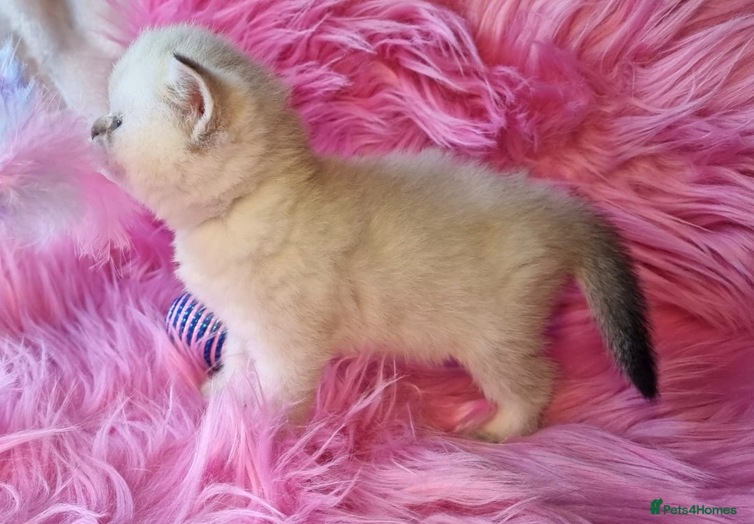 British Shorthair cats for sale: 💕LAST GIRL💕GOLDEN POINT BRITISH SHORTHAIR  - Advert 24