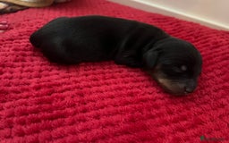 Dachshund dogs for sale: 5 beautiful daschund’s for sale  - Image 10