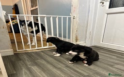 Mixed Breed dogs for sale: Border Collie x Whippet  - Image 7