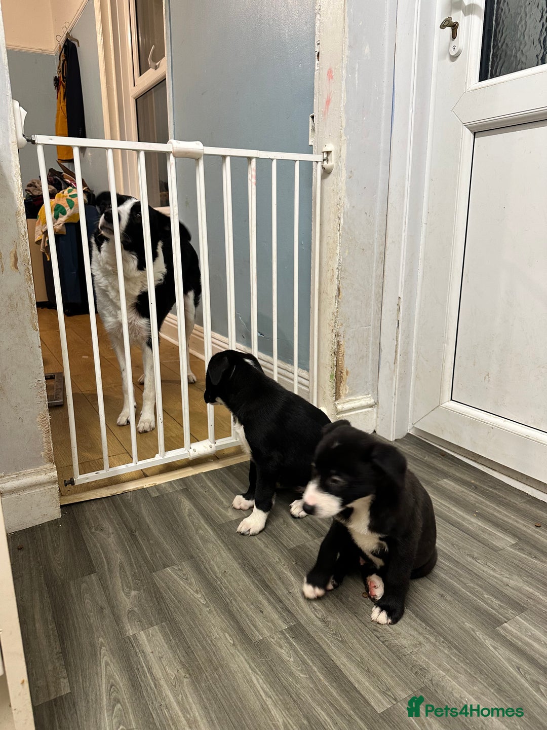 Mixed Breed dogs for sale: Border Collie x Whippet  - Image 7