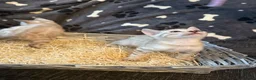 Bengal cats for sale: Bengal kittens blue eye snow and a green eye mink in Bradford - Advert 18