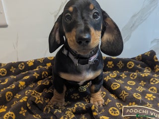 Miniature Dachshund dogs for sale - Advert 1