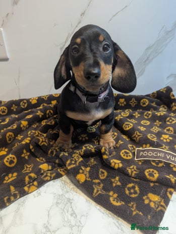 Miniature Dachshund dogs - Advert 14