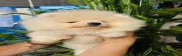 Pomeranian dogs for sale: Pure Pomeranians ready now! in Castleford - Advert 2