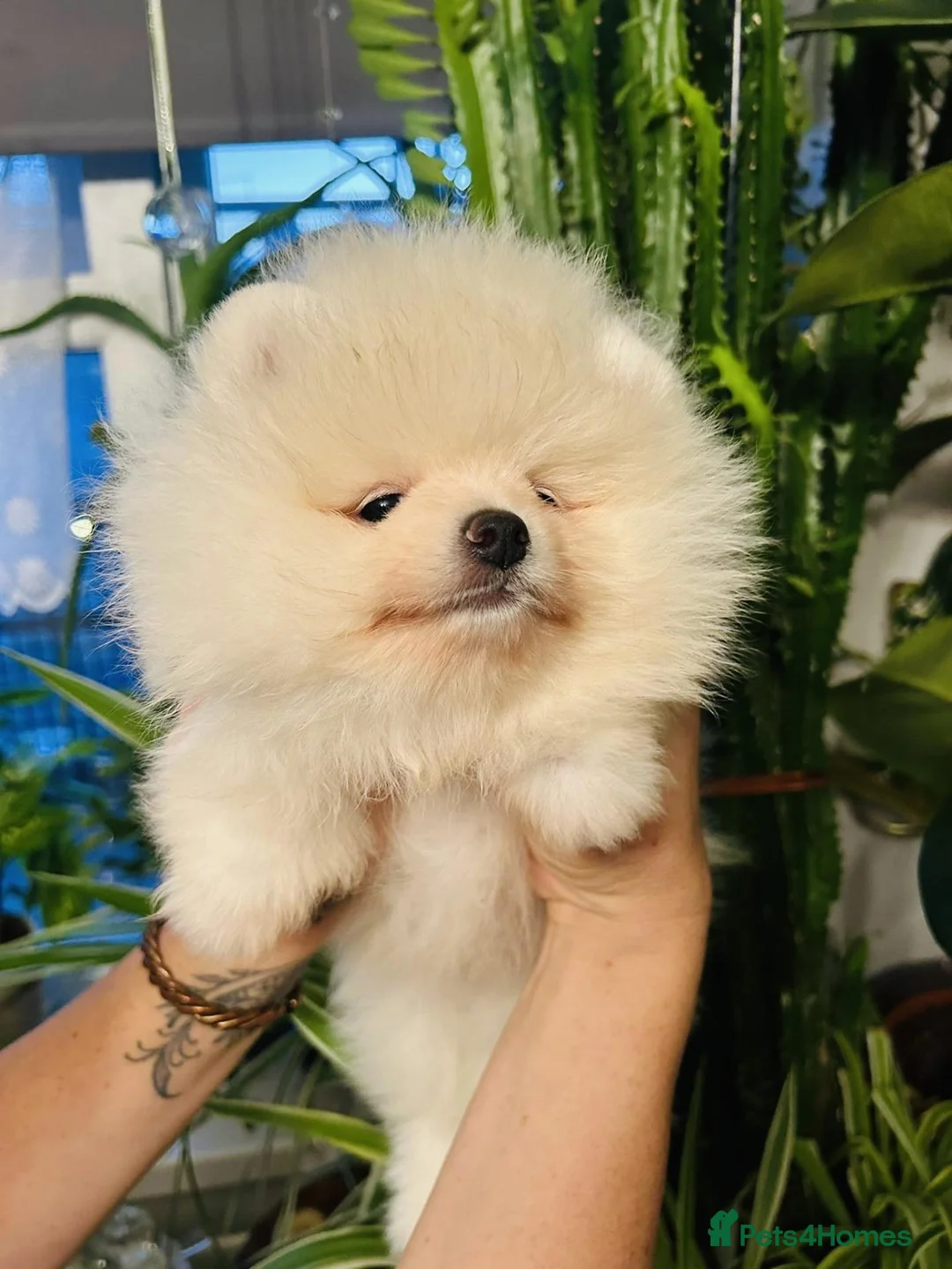Pomeranian dogs for sale: Pure Pomeranians ready now! in Castleford - Advert 2