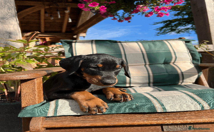 Dobermann dogs - Advert 3
