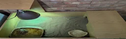 Hermann Tortoise reptiles for sale: Hermanns Tortoise and full set up  in Bromsgrove - Advert 4