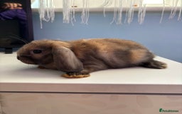 Mini Lop rabbits for sale: 3 pure Mini Lop left  - Image 16