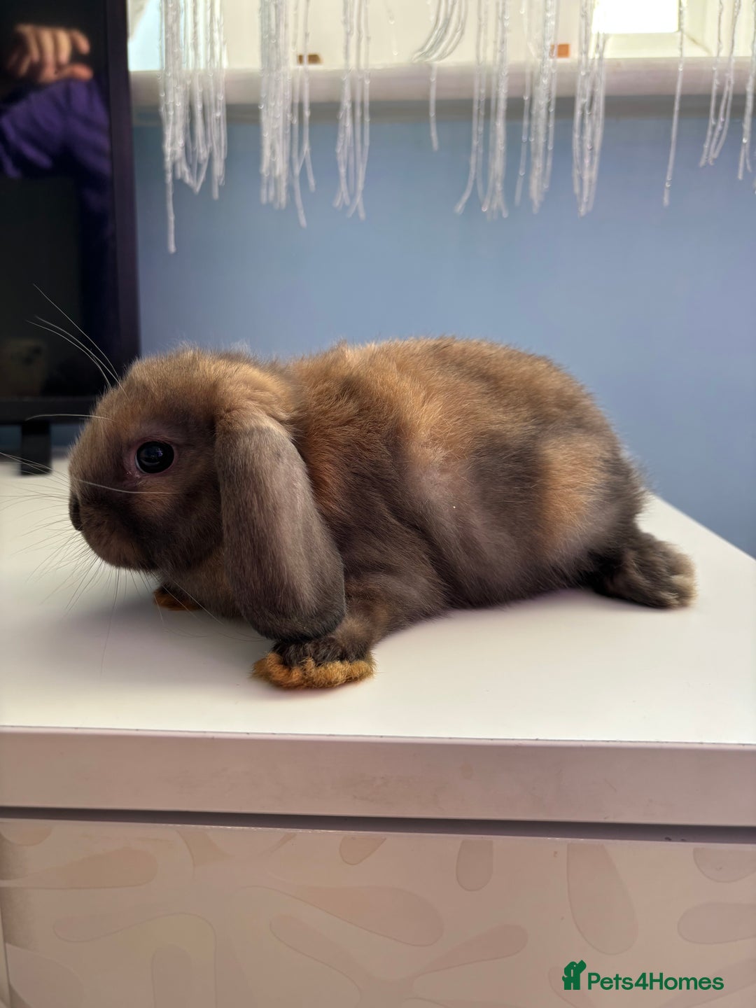 Mini Lop rabbits for sale: 3 pure Mini Lop left  - Image 16