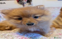 Pomeranian dogs for sale: 2 LEFT!! Purebred Cute fluffy Pomeranian Puppies! - Image 14