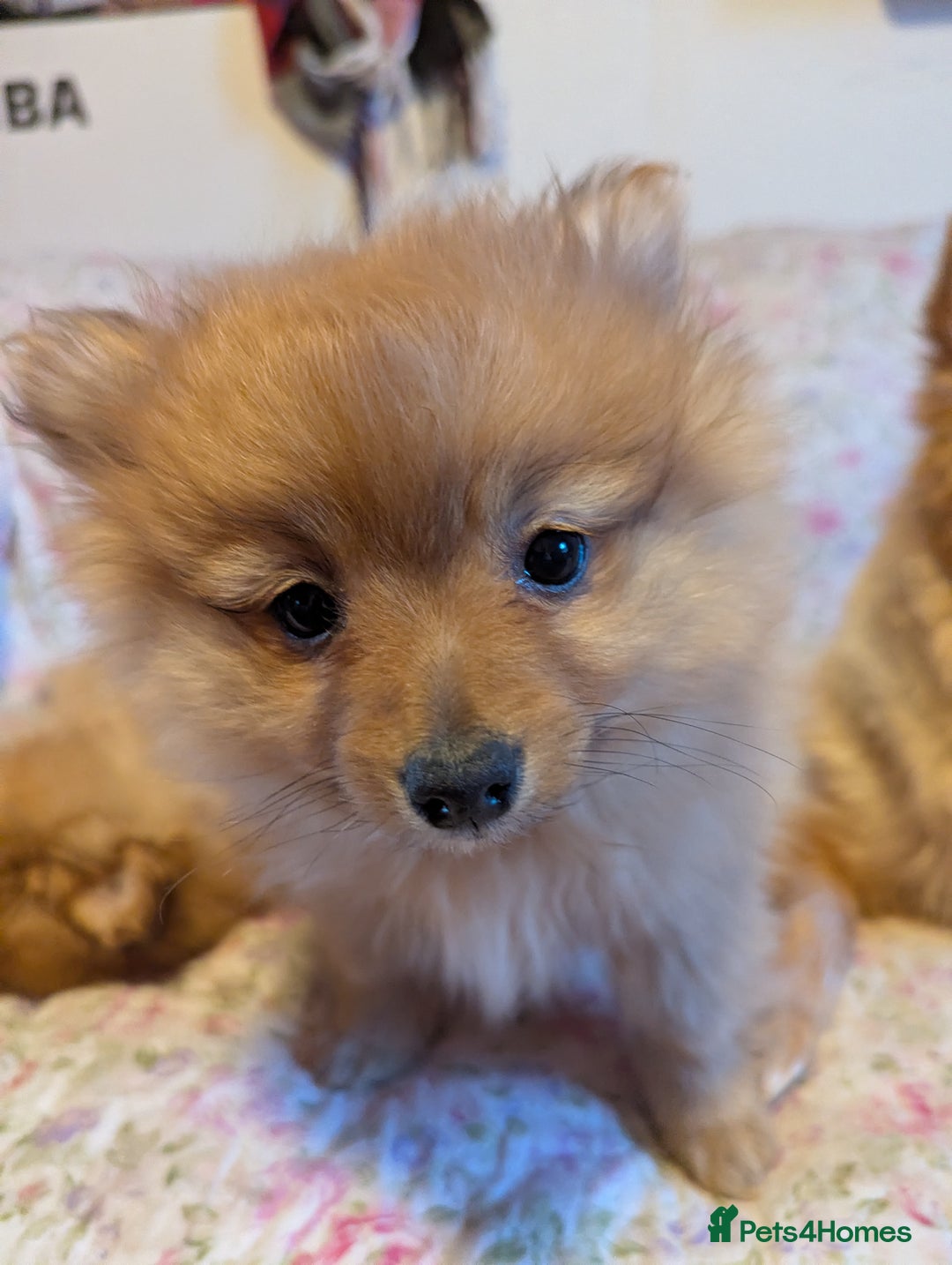 Pomeranian dogs for sale: 2 LEFT!! Purebred Cute fluffy Pomeranian Puppies! - Image 14