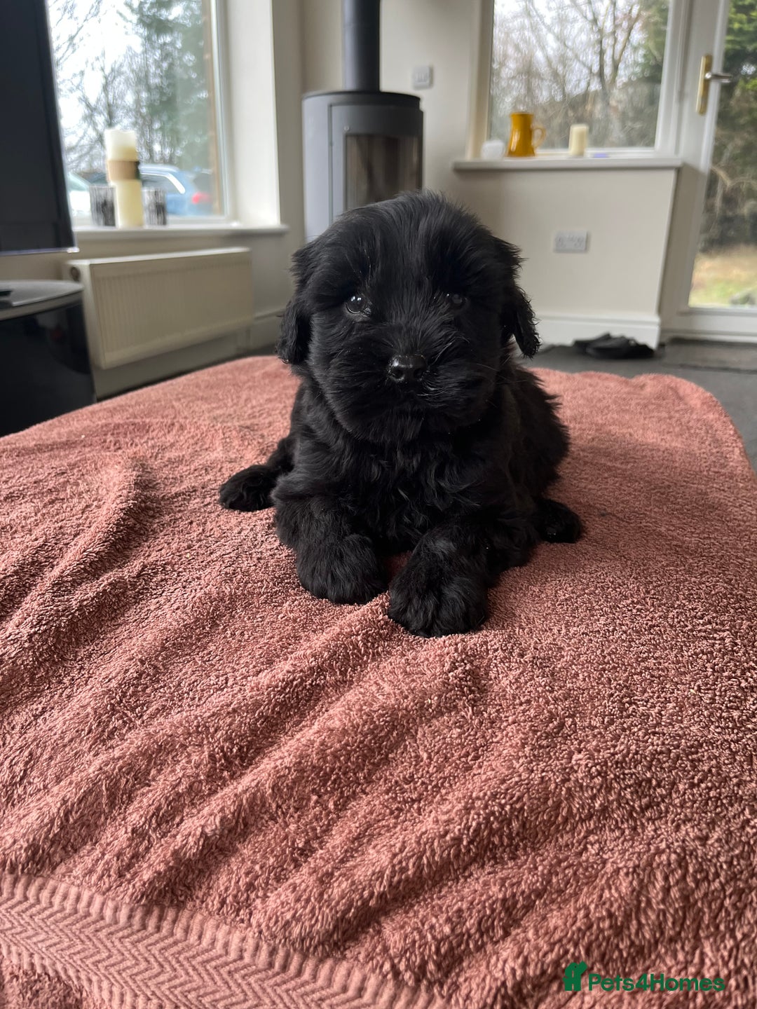 Labradoodle dogs for sale: Beautiful healthy Labradoodle Puppied - Advert 10