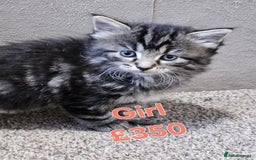 Maine Coon cats for sale: FLUFFY TABBY PART MAINE COON KITTENS - Image 2