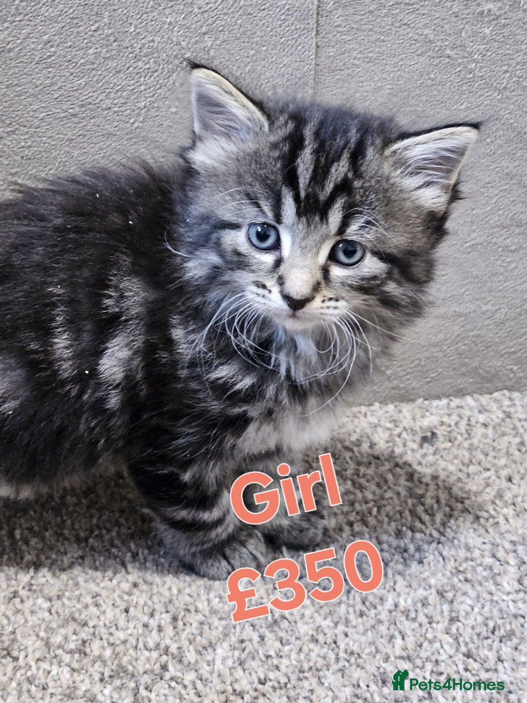 Maine Coon cats for sale: FLUFFY TABBY PART MAINE COON KITTENS - Image 2