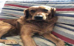 Golden Retriever dogs for sale: Golden retriever puppy - Image 4