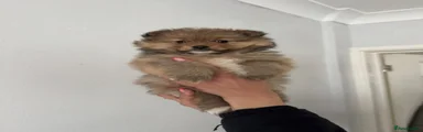 Pomeranian Puppy 1