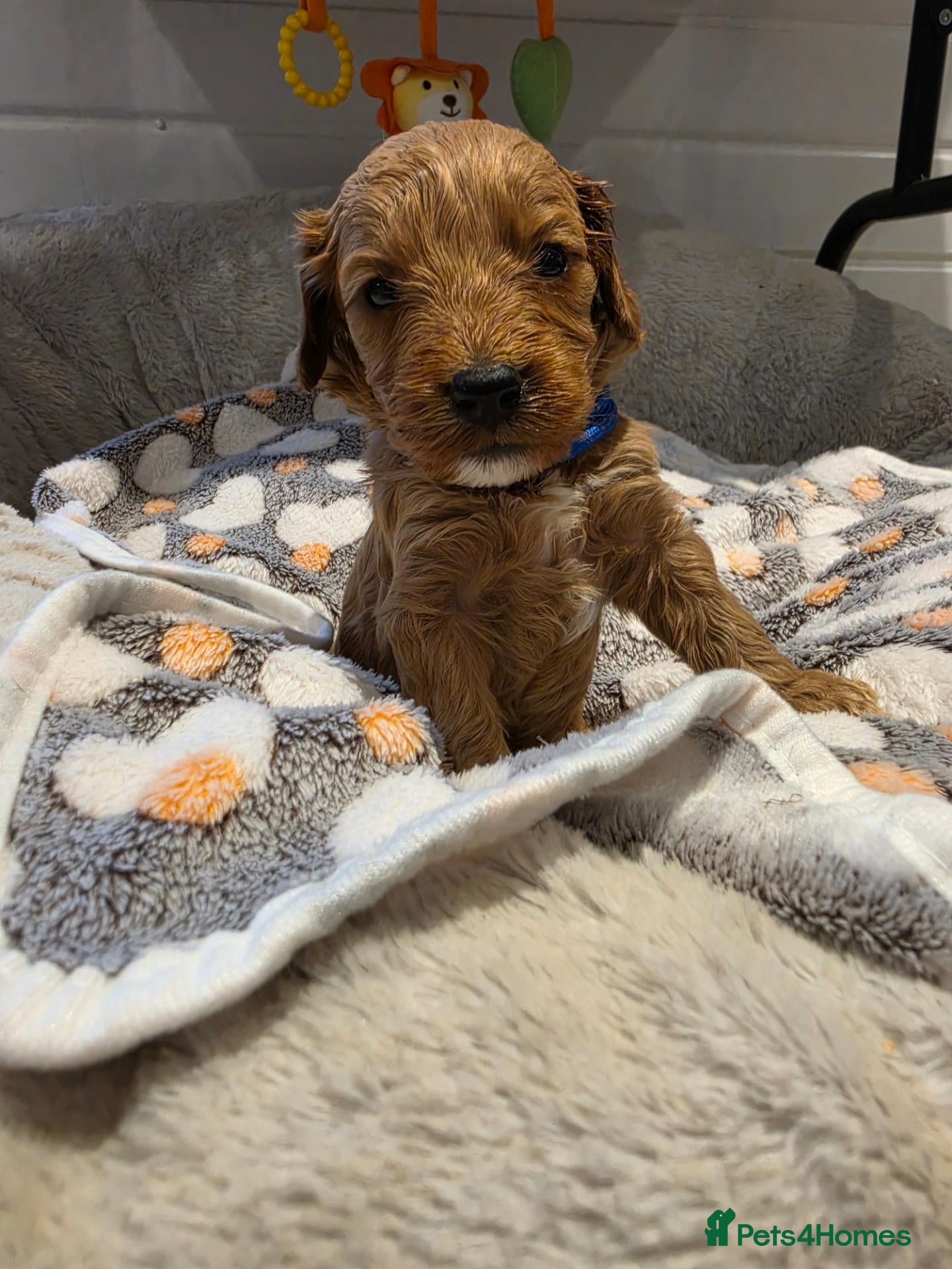 Cockapoo dogs 🐾fabulous F1 showtype cockapoo puppies 🐶  - Advert 13