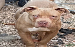 Mixed Breed dogs for sale: Blue eyes boy - Image 1