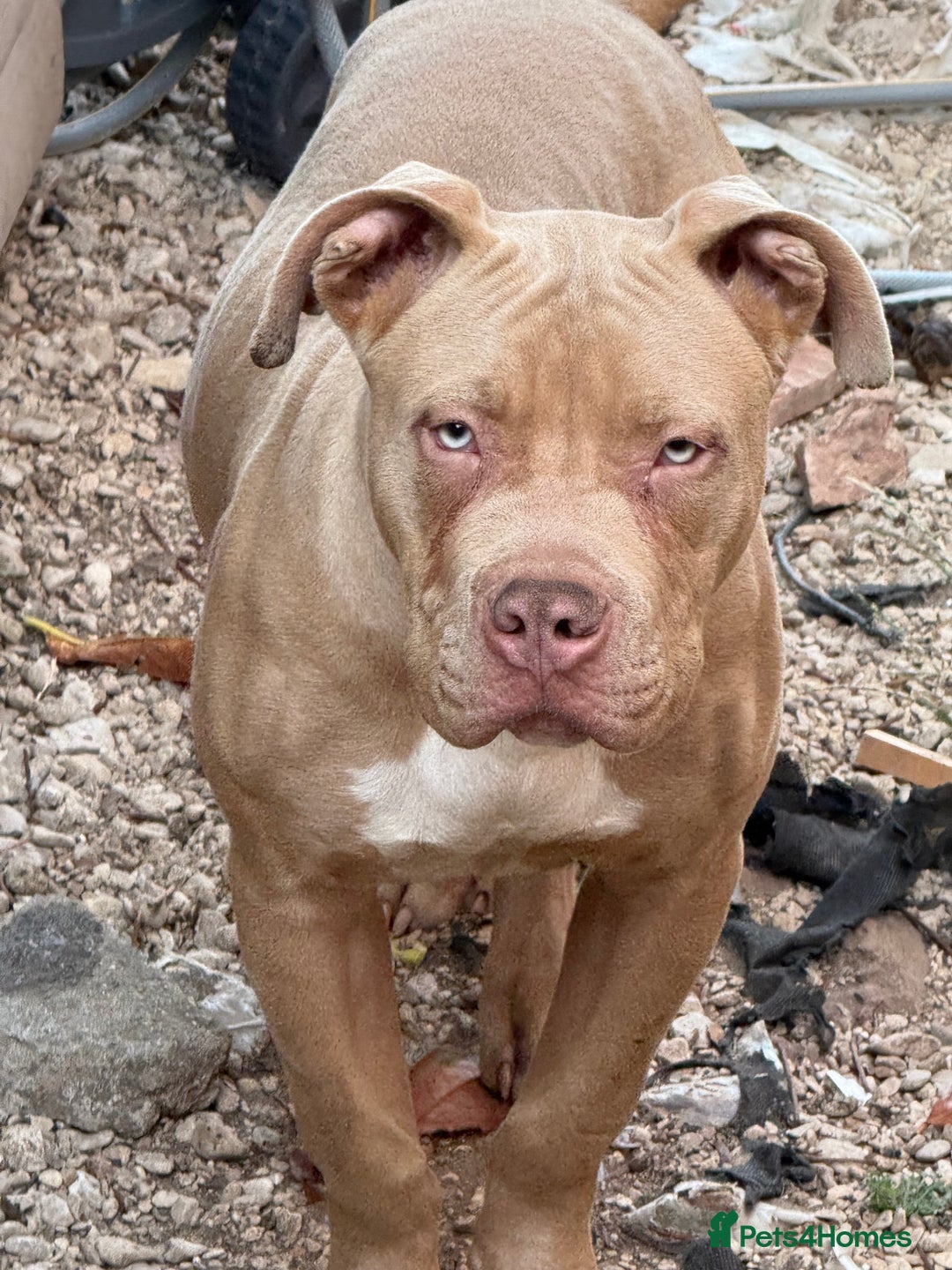 Mixed Breed dogs for sale: Blue eyes boy - Image 1