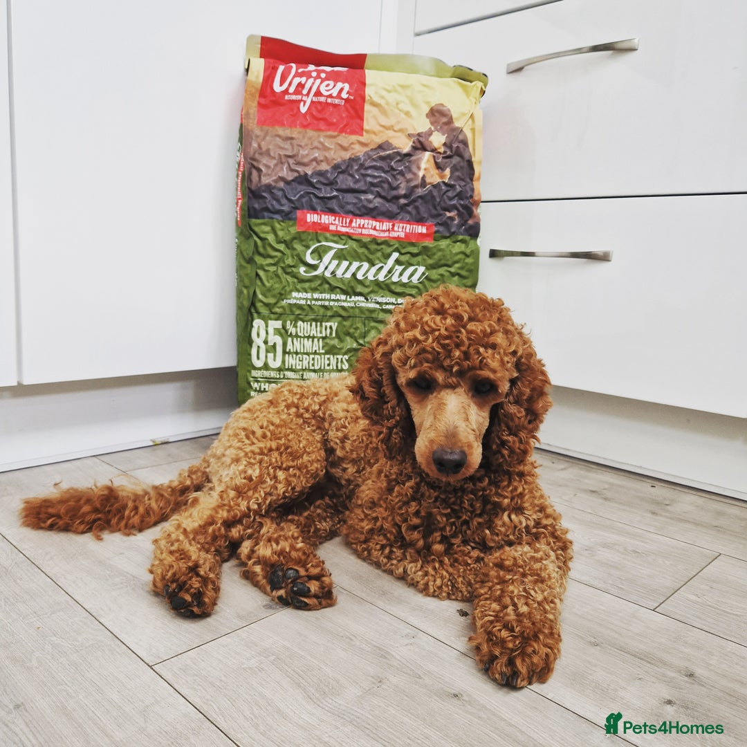Miniature Poodle dogs for stud: ✅️DNA Test Red KC Miniature Poodle Stud Manchester in Manchester - Image 1