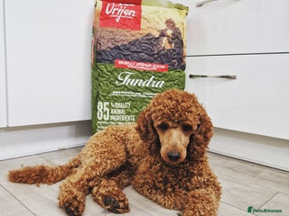 Miniature Poodle dogs in Manchester - Advert 3