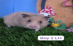 Hamster rodents for sale: Syrian Hamster Baby Babies Girls Boys Pedigree  - Advert 2