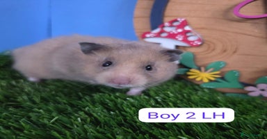 Hamster rodents Syrian Hamster Baby Babies Girls Boys Pedigree  - Advert 2