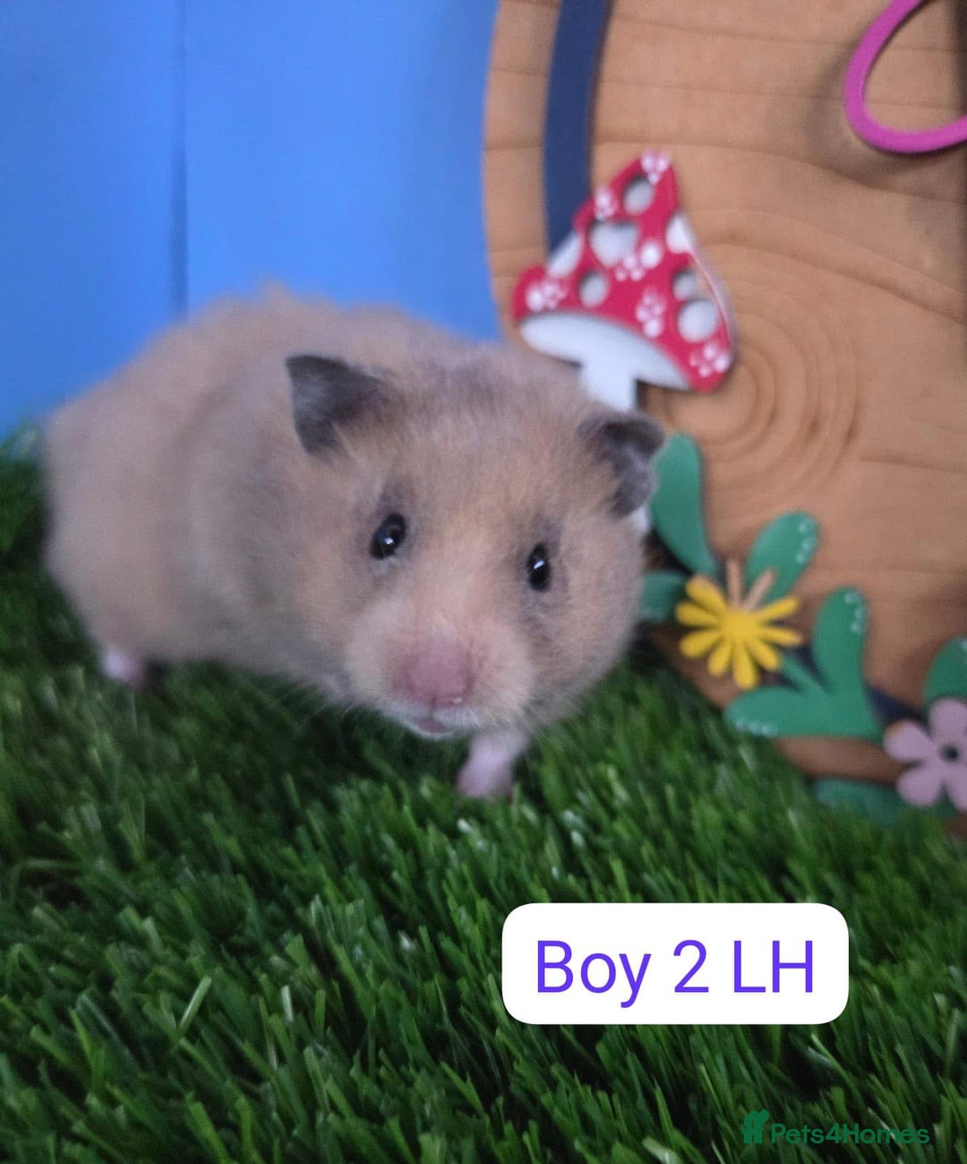 Hamster rodents for sale: Syrian Hamster Baby Babies Girls Boys Pedigree  - Advert 2