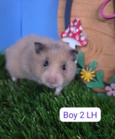 Hamster rodents Syrian Hamster Baby Babies Girls Boys Pedigree - Advert 5