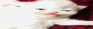 Persian Kitten 5