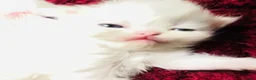 Persian cats for sale: ♥️🍃 ꨁ EXOTIC PERSIAN DOLL FACE KITTENS FOR SALE - Advert 33