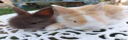 Lionhead rabbits for sale: PUREBRED DOUBLE/TEDDY LION HEAD BABIES  - Advert 10