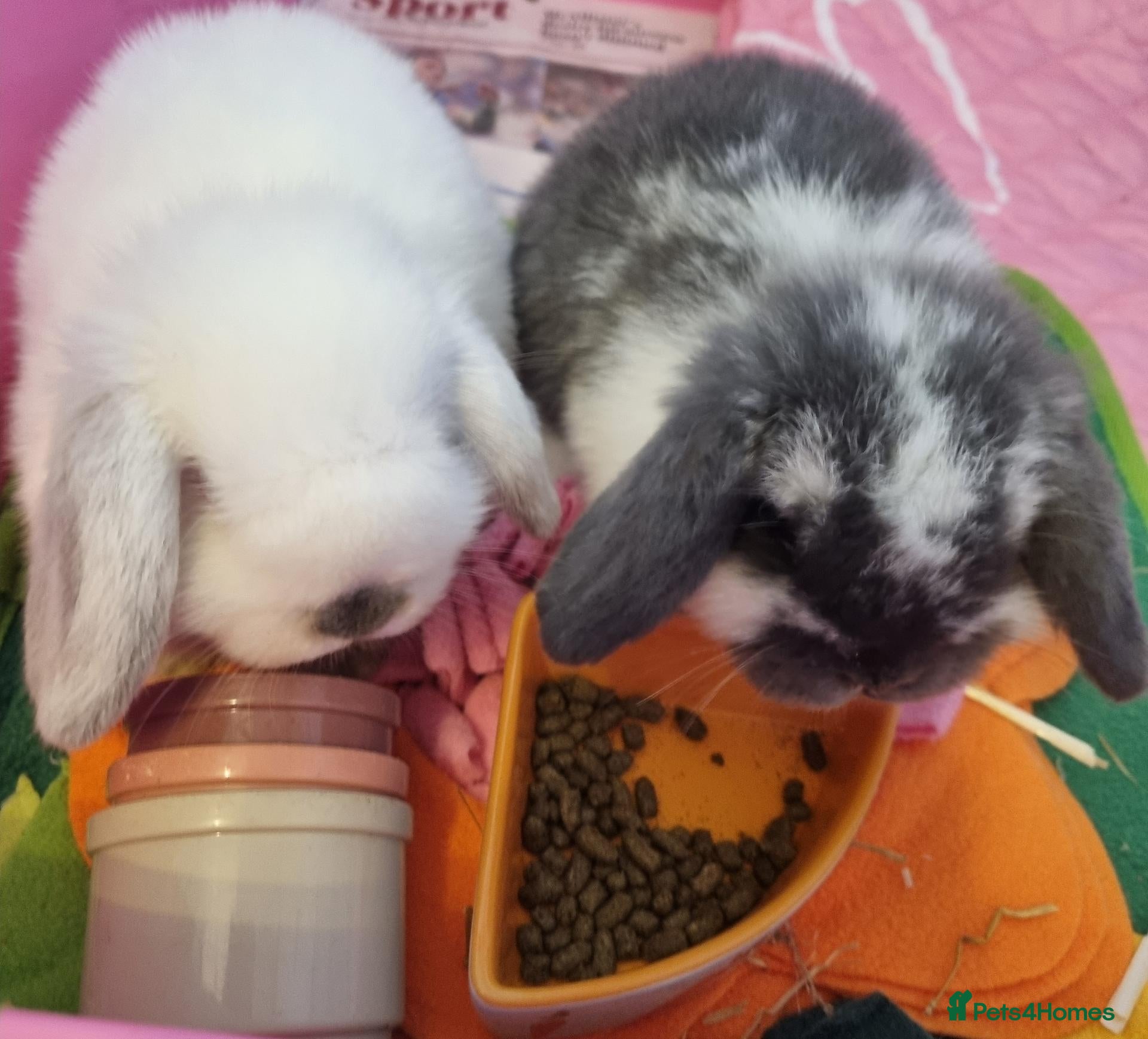 Mini Lop rabbits £150 for two mini lop baby bunnies x2 lots.  - Advert 14
