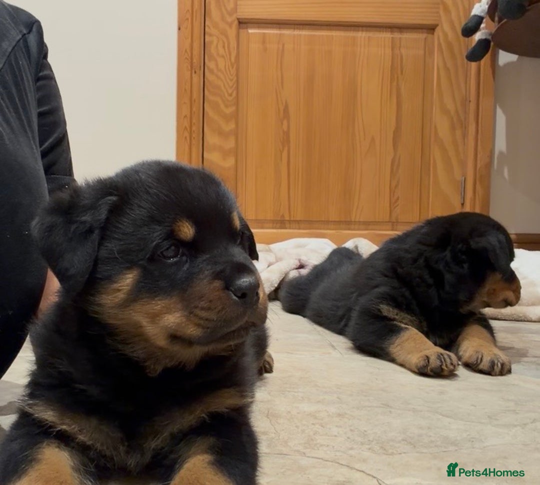Rottweiler dogs for sale: 2 Big chuncky female Rottweiler puppies - Advert 20