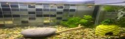 Platies fish for sale: Sunset platies in Wellington - Advert 5