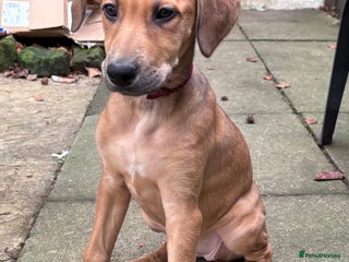 Mixed Breed dogs ⭐️FEMALE SALUKIX PUP READY TO GO FULLY VACCINATED - Advert 7