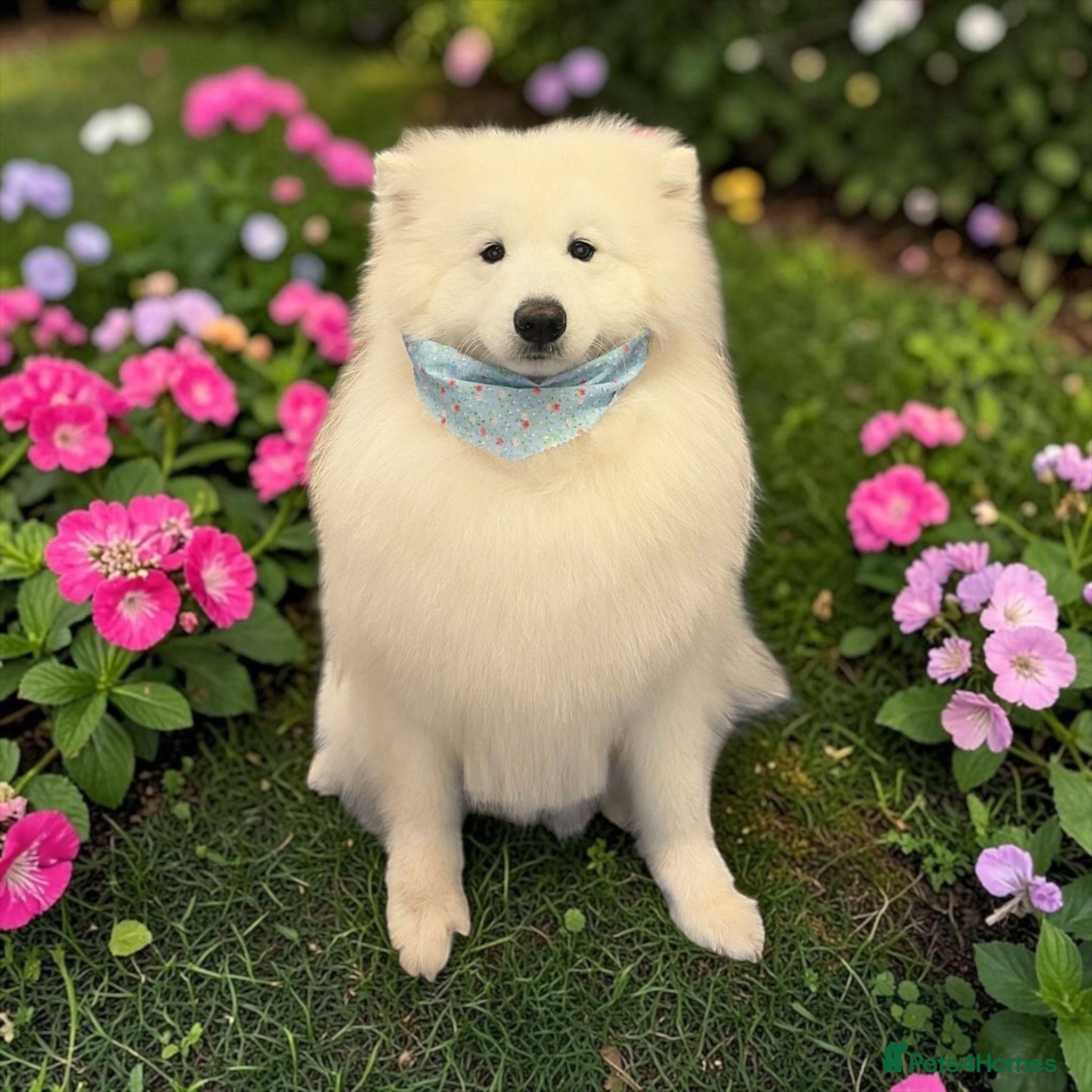 Samoyed dogs 🐾Pure Bred Samoyed🐾 - Advert 1