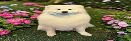 Samoyed dogs for sale: 🐾Pure Bred Samoyed🐾 in Dagenham - Advert 1