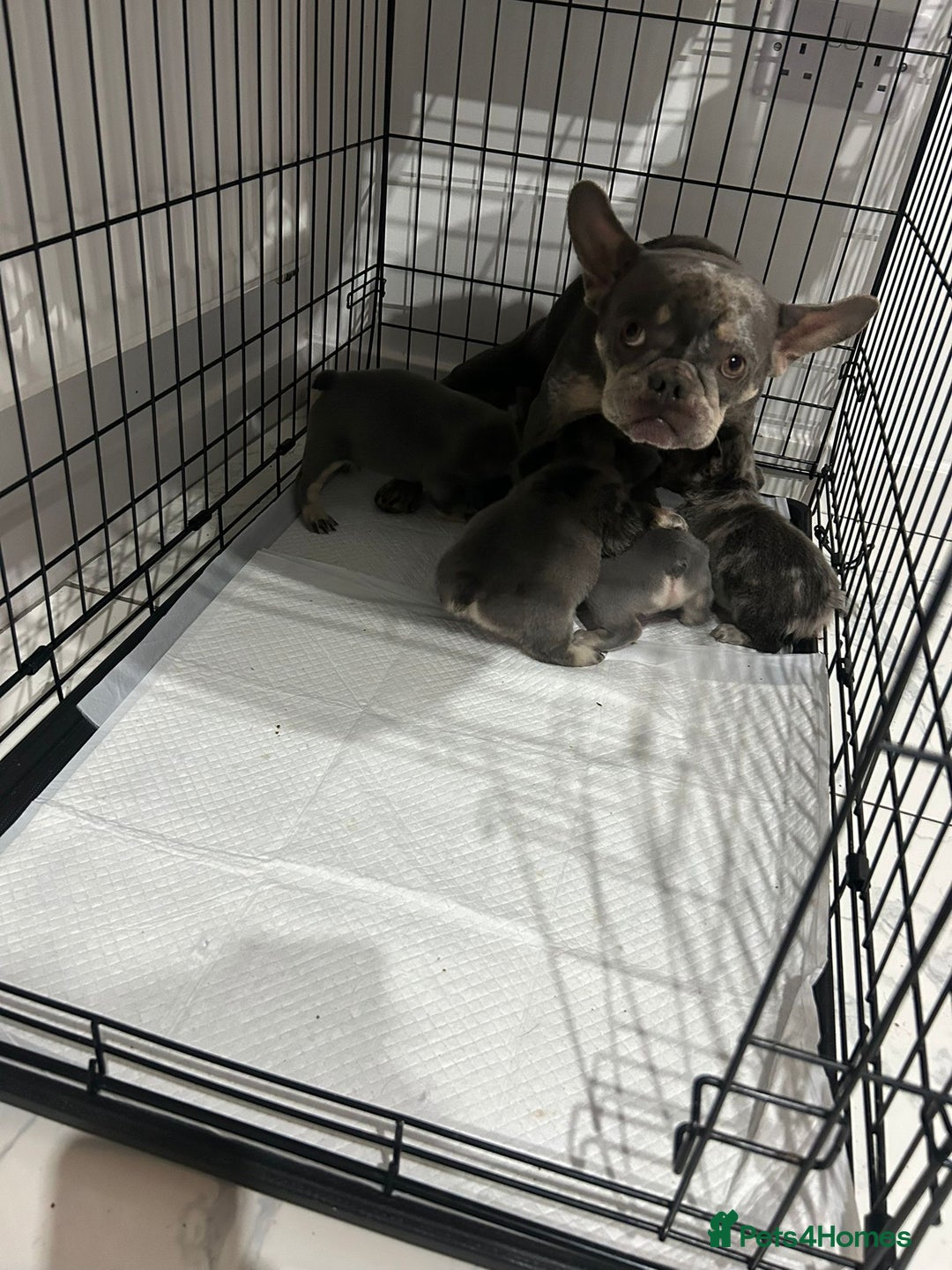 French Bulldog dogs for sale: French Bulldog puppies -fluffy & fluffy carriers✨ - Image 3