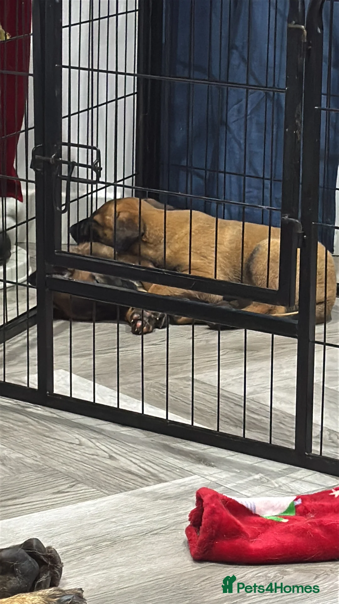 Belgian Shepherd Dog dogs for sale: Belgian Malinois Puppies - Advert 7