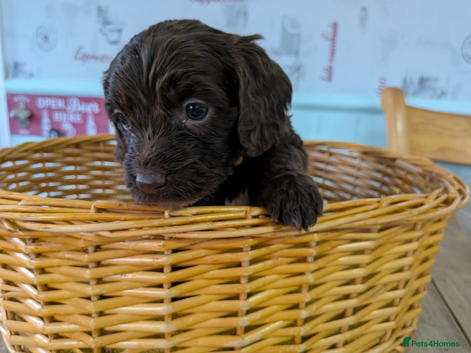 Cockapoo dogs Cockapoo pup - Advert 4
