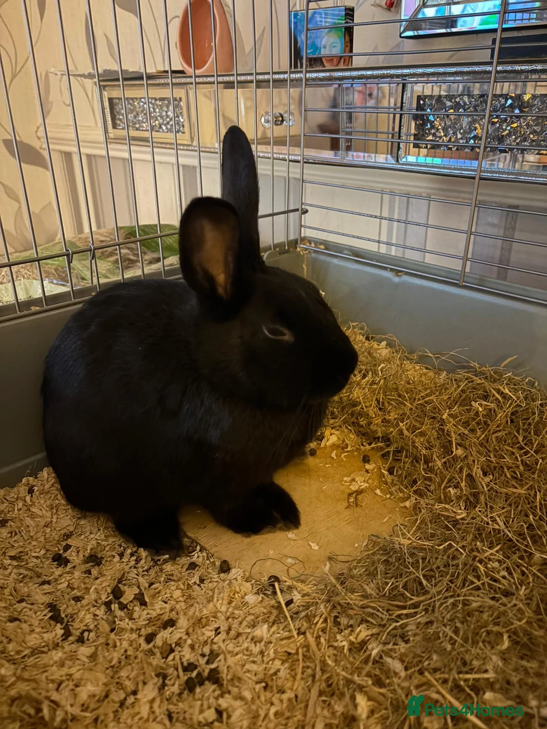 New Zealand rabbits for sale: White and black rabbit  - Advert 1