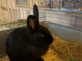 New Zealand rabbits White and black rabbit - Advert 1