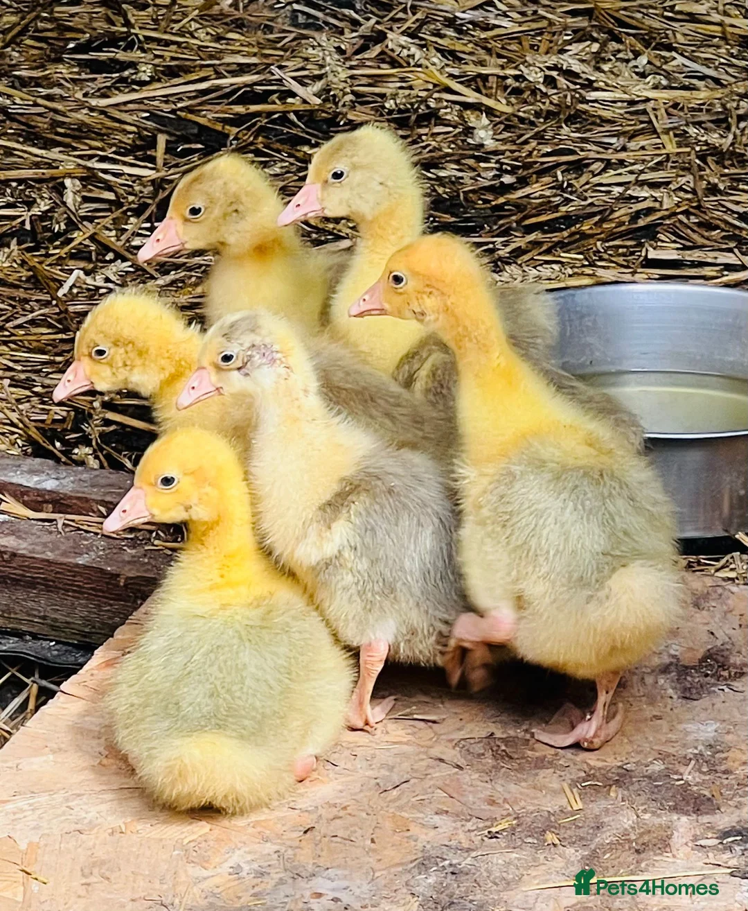 Geese poultry for sale: Ebden Geese / Goslings.  - Advert 1