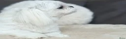 Maltese dogs for sale: Full Korean Male Maltese - Advert 15