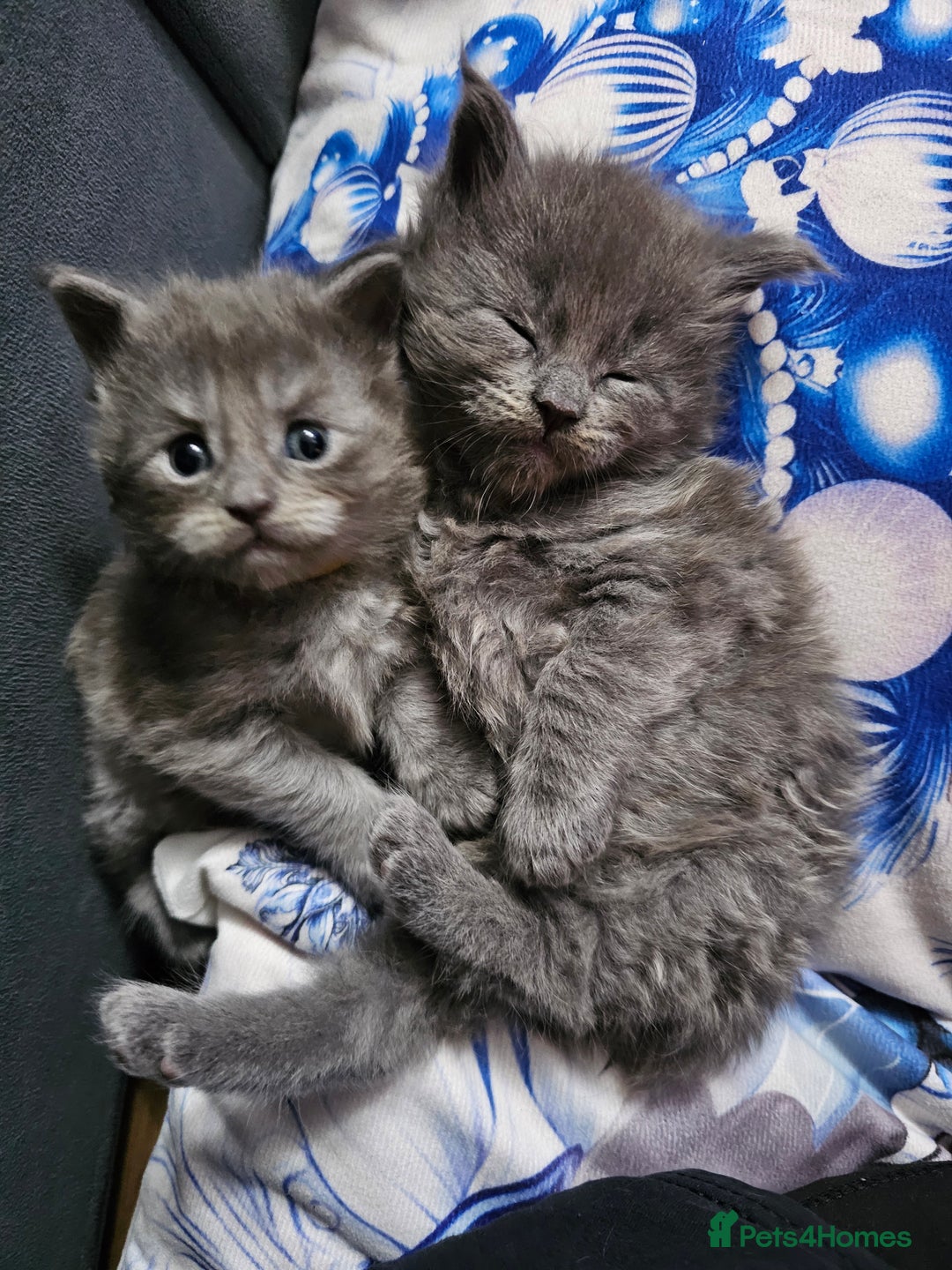 Maine Coon cats for sale: Blue Maine Coon kittens  - Advert 16